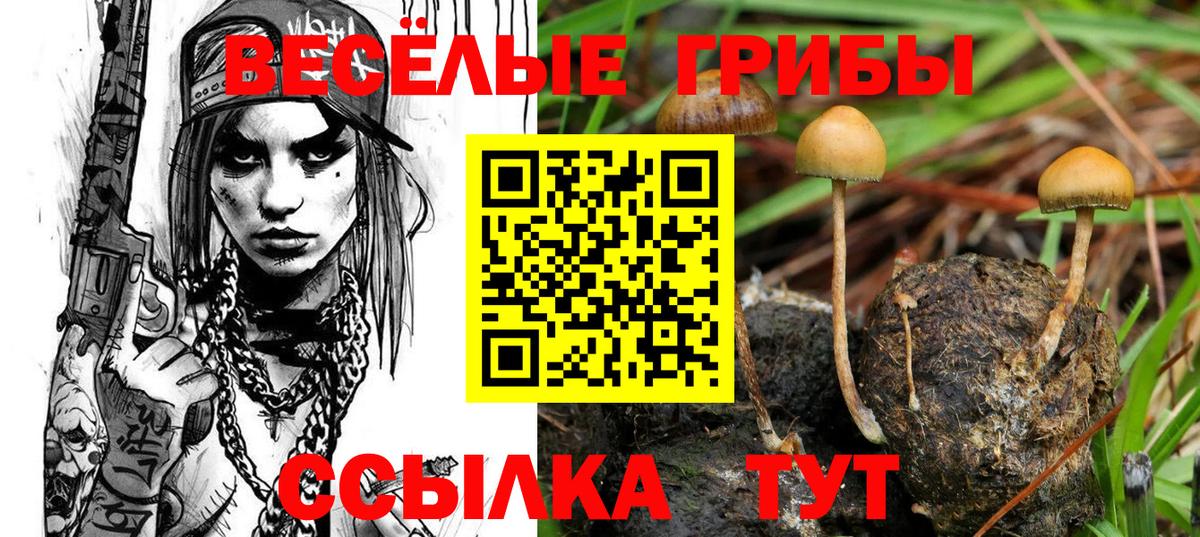 Псилоцибиновые грибы Psilocybine cubensis Назарово
